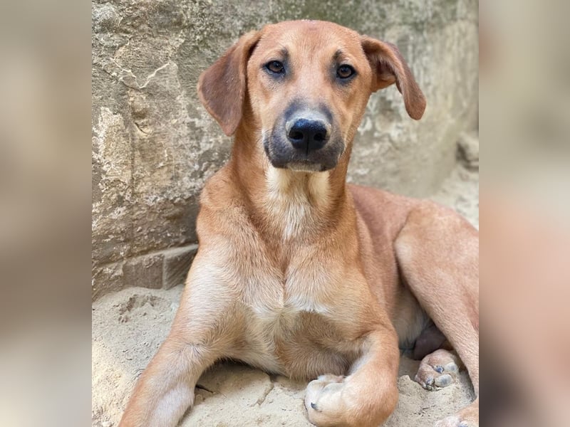 Luke, geb. ca. 02/2025, lebt in GRIECHENLAND, auf einer privaten Pflegestelle