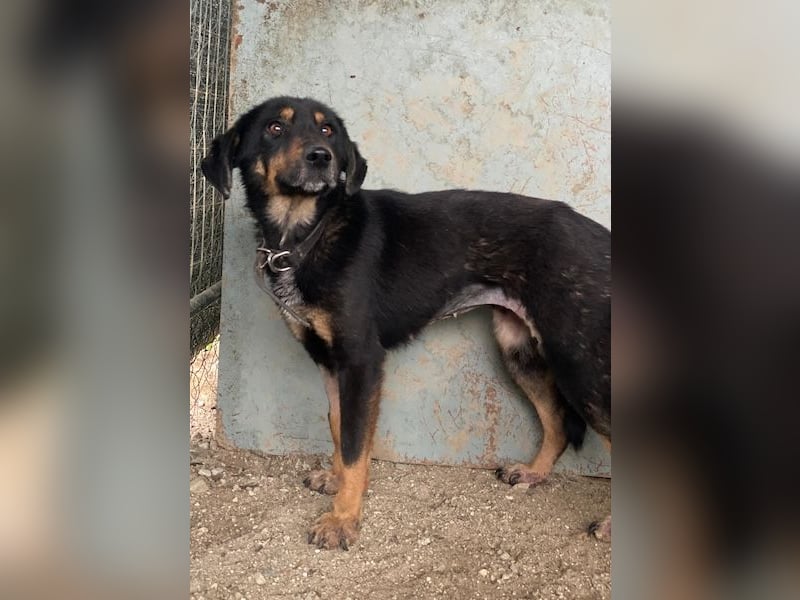 Seli, geb. ca. 02/2021, lebt in GRIECHENLAND, auf einer privaten Pflegestelle