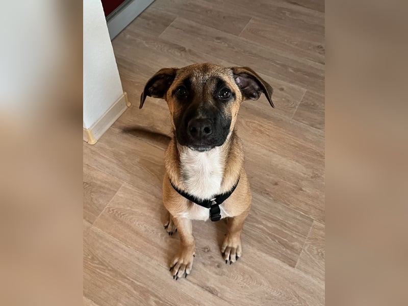 Dickie, geb. ca. 11/2025, lebt bei einer Familie in 46236 Bottrop