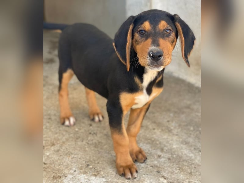 Jäger, geb. ca. 08/2025, lebt in GRIECHENLAND, im städt. Tierheim Serres