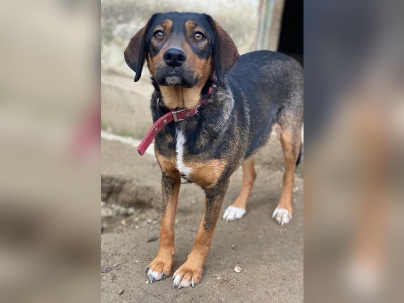 Zona, geb. ca. 11/2022, lebt in GRIECHENLAND, auf einer privaten Pflegestelle