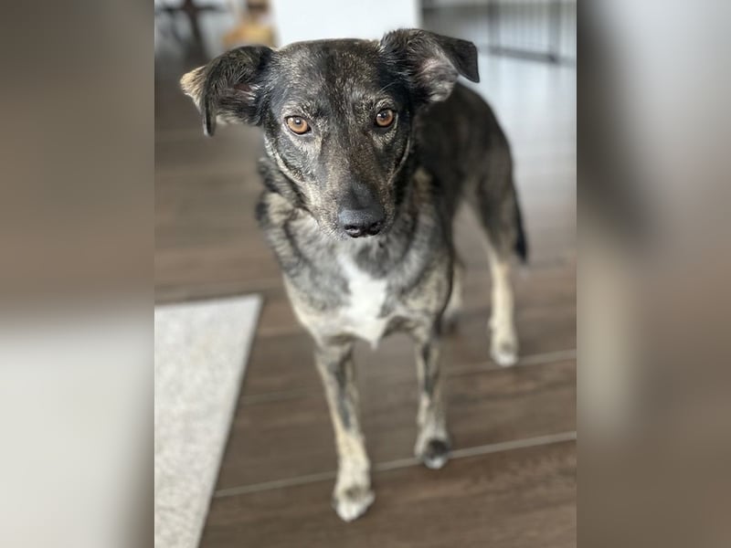 Larsson, geb. ca. 12/2018, lebt bei einer Familie in 74229 Oedheim, Vermittlungshilfe