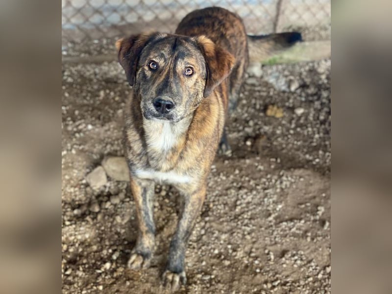 Fiyero, geb. ca. 07/2025, lebt in GRIECHENLAND, im städt. Tierheim Serres