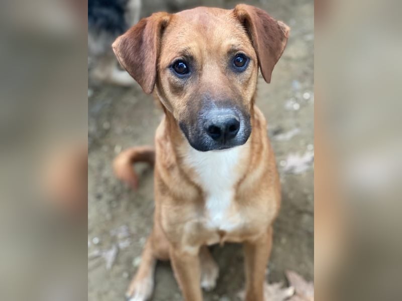 Hunter, geb. ca. 02/2025, lebt in GRIECHENLAND, auf einer privaten Pflegestelle