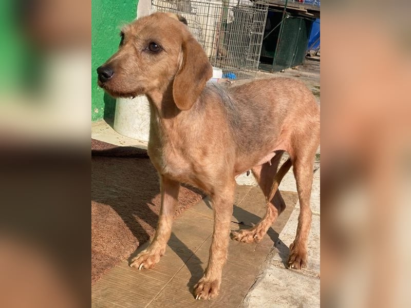 Tharu, geb. ca. 01/2024, lebt in GRIECHENLAND, im städt. Tierheim Serres, Vermittlungshilfe