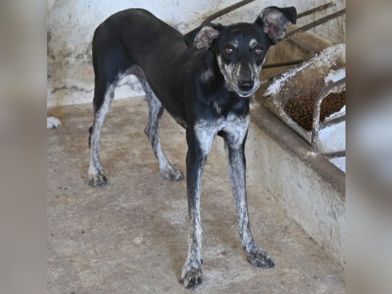 Savina, geb. ca. 01/2025, lebt in GRIECHENLAND, auf einer privaten Pflegestelle