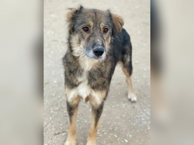 Shiou, geb. ca. 12/2023, lebt in GRIECHENLAND, im städt. Tierheim Serres