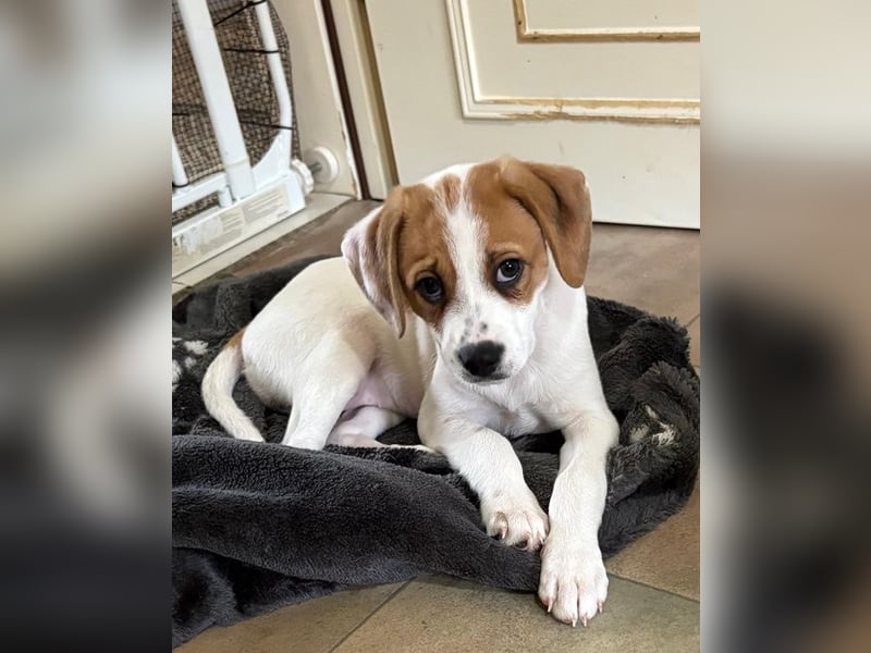 Sprite, geb. ca. 11/2025, lebt in GRIECHENLAND, auf einer privaten Pflegestelle