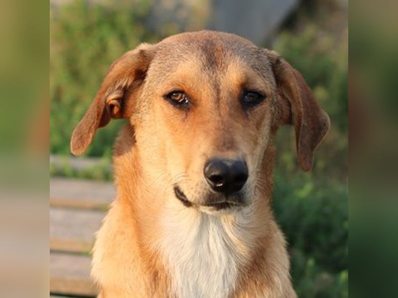 Henning, geb. ca. 12/2023, lebt in GRIECHENLAND, im städt. Tierheim Serres