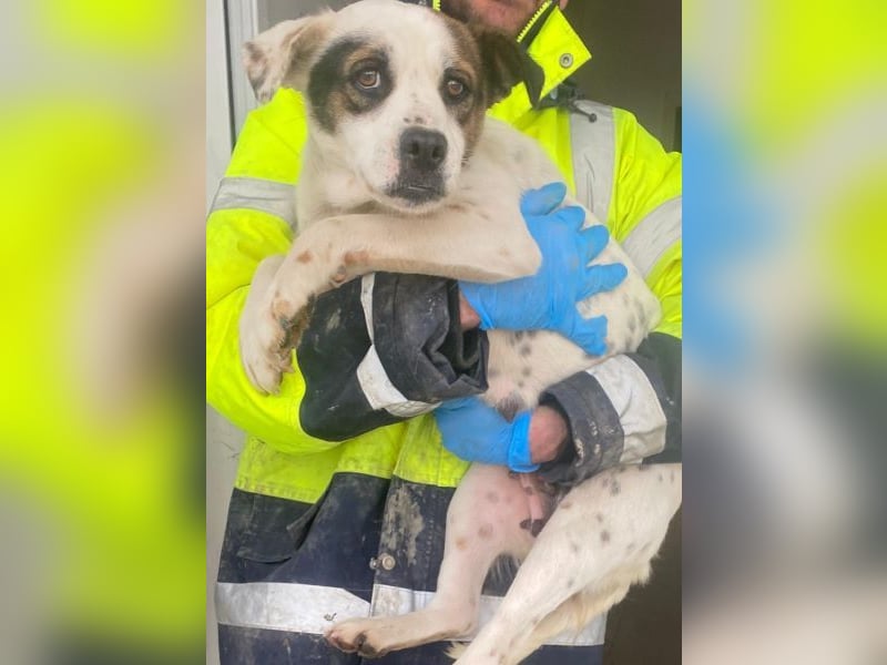 Eva, geb. ca.12/2024, lebt in GRIECHENLAND, auf einer privaten Pflegestelle