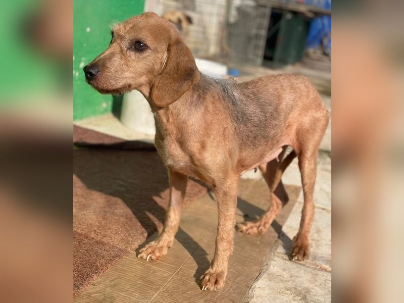 Tharu, geb. ca. 01/2024, lebt in GRIECHENLAND, im städt. Tierheim Serres, Vermittlungshilfe