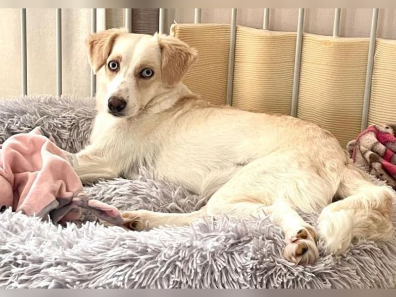 Shani, geb. ca. 01/2024, lebt auf einer Pflegestelle in 53947 Nettersheim