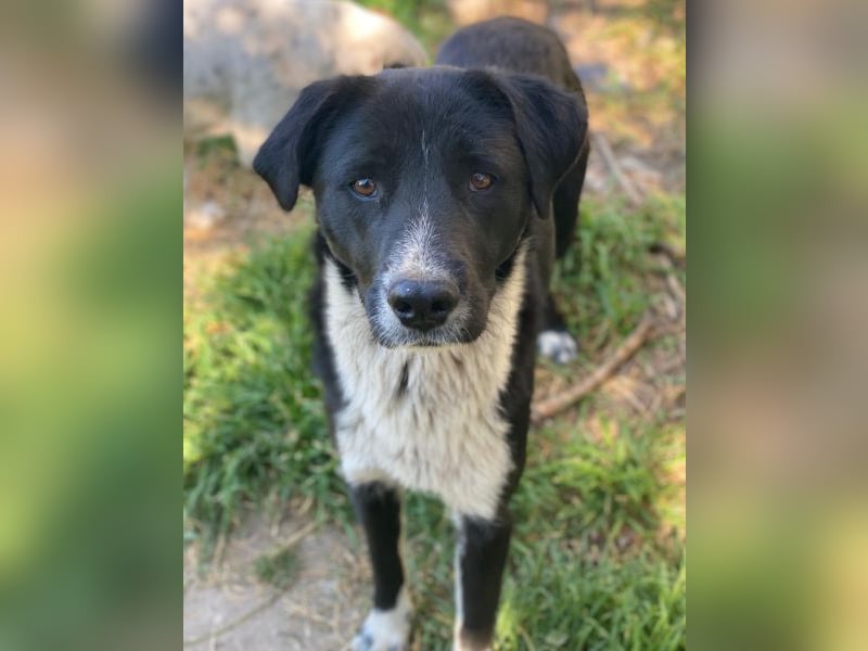 Sora,  geb. ca 03/2025, lebt in GRIECHENLAND, auf einer privaten Pflegestelle