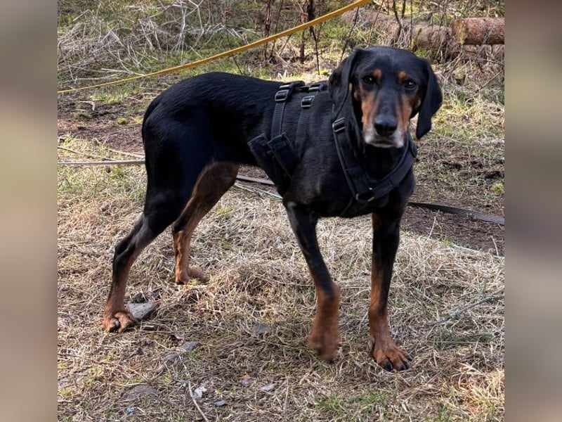 Neria, geb. ca. 11/2020, lebt auf einer Pflegestelle in 95168 Marktleuthen