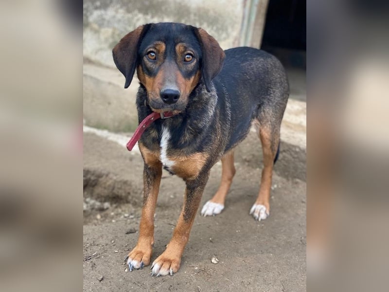 Zona, geb. ca. 11/2022, lebt in GRIECHENLAND, auf einer privaten Pflegestelle