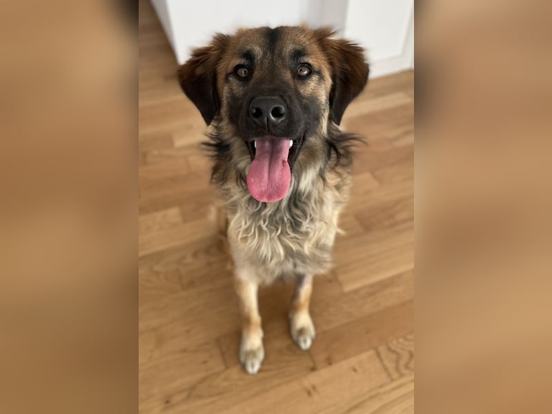 Strolch, geb. ca. 04/2024, lebt auf einer Pflegestelle in 71272 Renningen