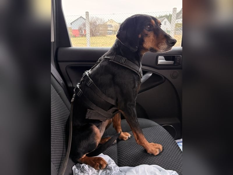 Neria, geb. ca. 11/2020, lebt auf einer Pflegestelle in 95168 Marktleuthen