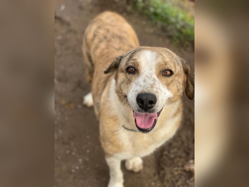 Philina, geb. ca. 11/2019, lebt in GRIECHENLAND, im städt. Tierheim Serres