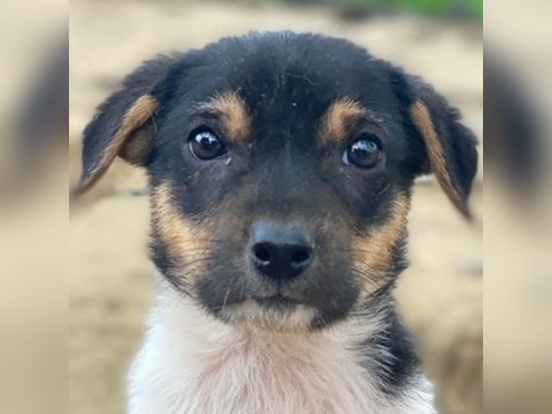 Caien, geb. ca. 10/2025, lebt auf einer Pflegestelle in 49176 Hilter