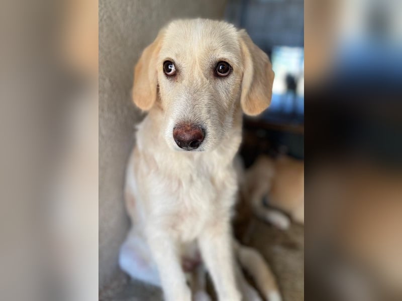 Garetto, geb. ca. 04/2025, lebt in GRIECHENLAND, im städt. Tierheim Serres