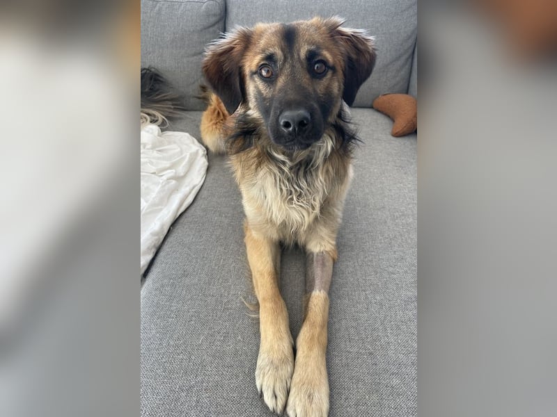 Strolch, geb. ca. 04/2024, lebt auf einer Pflegestelle in 71272 Renningen