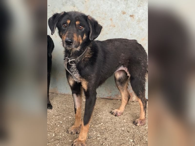 Seli, geb. ca. 02/2021, lebt in GRIECHENLAND, auf einer privaten Pflegestelle