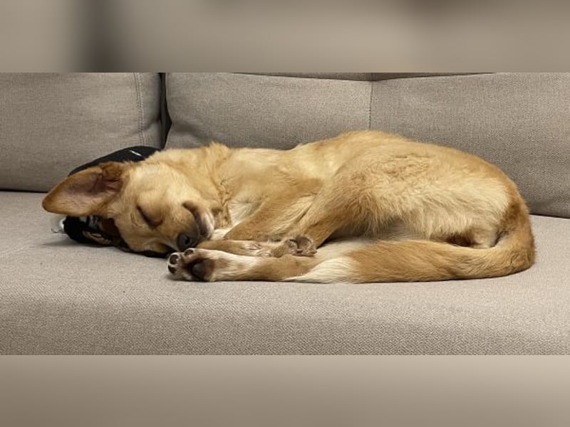 Yumi, geb. ca. 05/2025, lebt auf einer Pflegestelle in 52066 Aachen