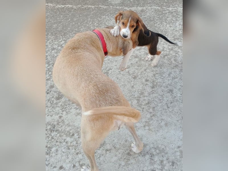 Coco, geb. ca. 07/2022, lebt in GRIECHENLAND, auf einer privaten Pflegestelle