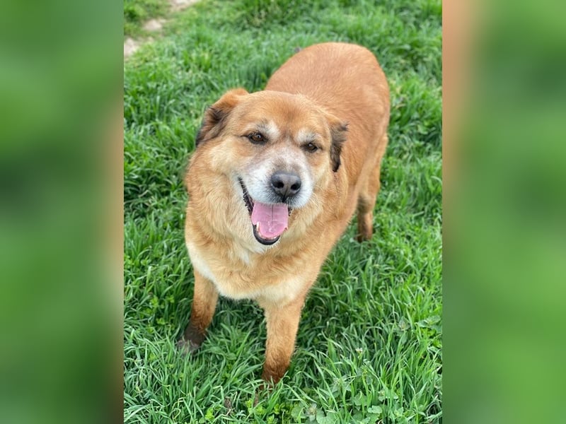 Gandhi, geb. ca. 12/2018, lebt in GRIECHENLAND, im städt. Tierheim Serres