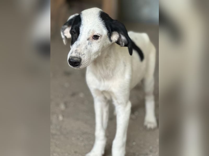 Dani, geb. ca. 02/2026, lebt in GRIECHENLAND, im städt. Tierheim Serres