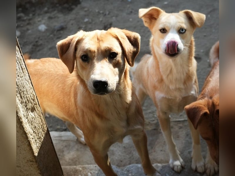 Boston, geb. ca. 07/2023, lebt in GRIECHENLAND, auf einer privaten Pflegestelle