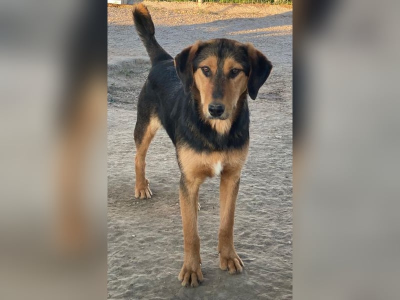 Rockie, geb. ca. 07/2025, lebt in GRIECHENLAND, im städt. Tierheim Serres