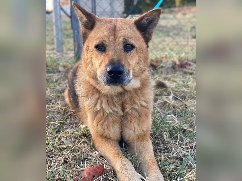 Foxita, geb. ca. 04/2020, lebt in GRIECHENLAND, im städt. Tierheim Serres