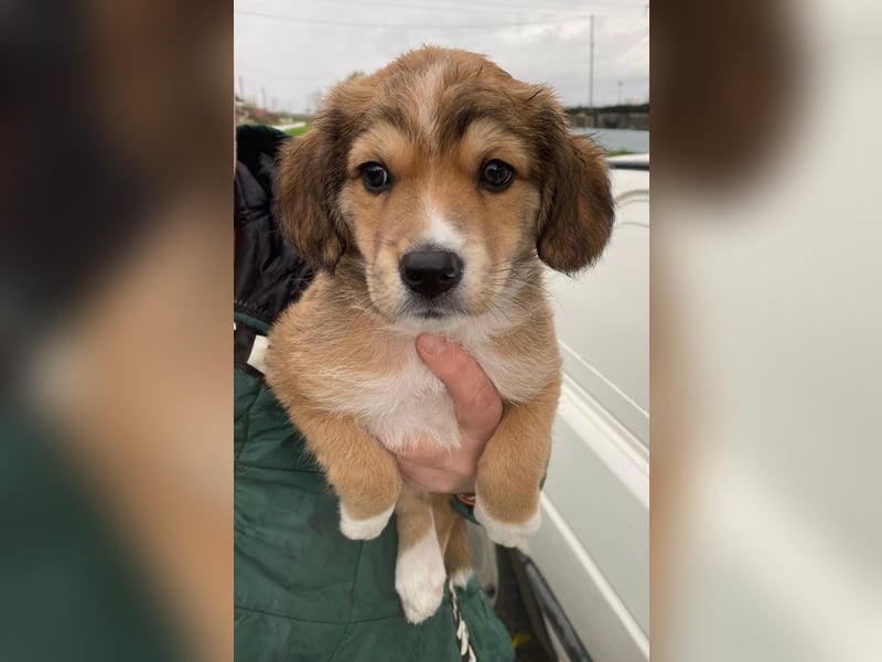 Barnes, geb. ca. 10/2025, lebt in GRIECHENLAND, im städt. Tierheim Serres