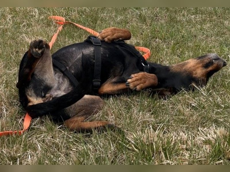 Neria, geb. ca. 11/2020, lebt auf einer Pflegestelle in 95168 Marktleuthen