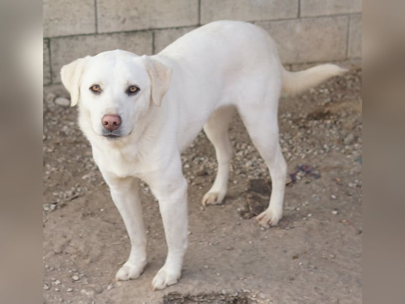 Gianna, geb. ca. 02/2022, lebt in GRIECHENLAND, im städt. Tierheim Serres