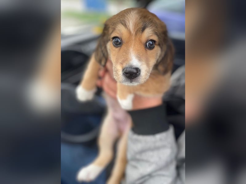 Barnes, geb. ca. 10/2025, lebt in GRIECHENLAND, im städt. Tierheim Serres