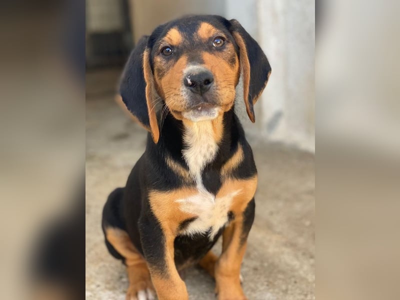 Jäger, geb. ca. 08/2025, lebt in GRIECHENLAND, im städt. Tierheim Serres