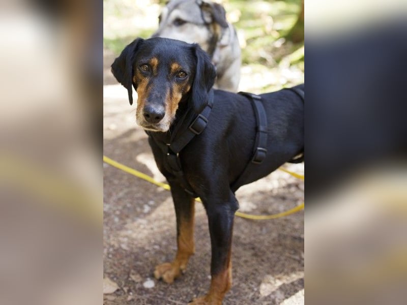 Neria, geb. ca. 11/2020, lebt auf einer Pflegestelle in 95168 Marktleuthen