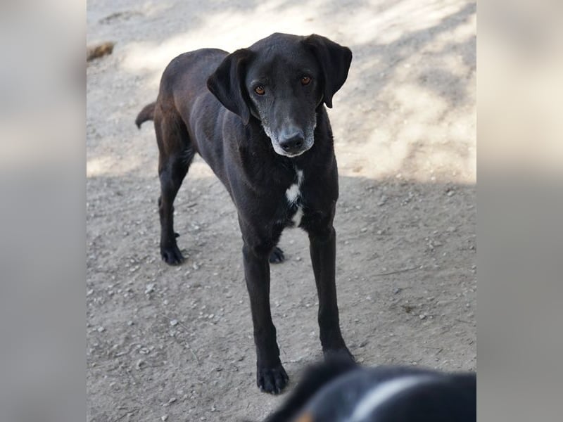 Chelion, geb. ca. 11/2018, lebt in GRIECHENLAND, im städt. Tierheim Serres