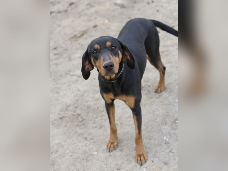 Frida, geb. ca. 01/2025, lebt in GRIECHENLAND, auf einer privaten Pflegestelle