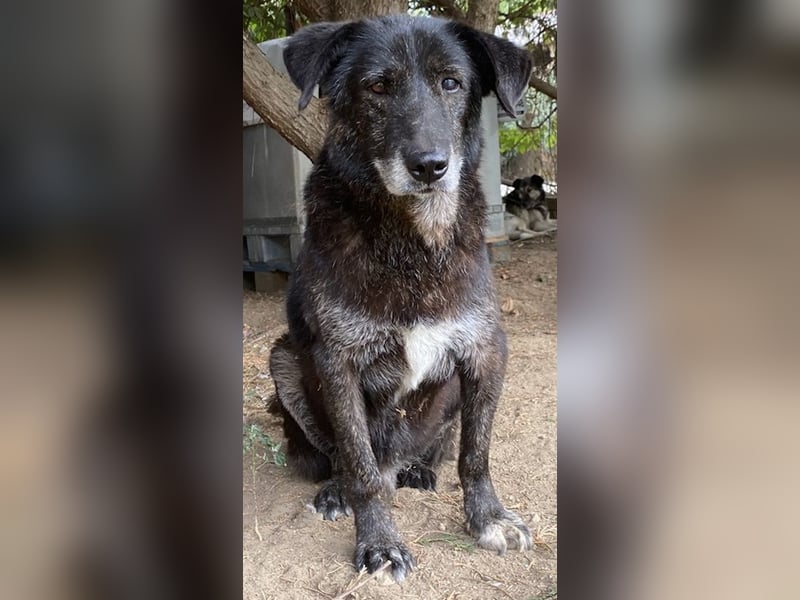 Bolt, geb. ca. 09/2017, lebt in GRIECHENLAND, auf einer privaten Pflegestelle