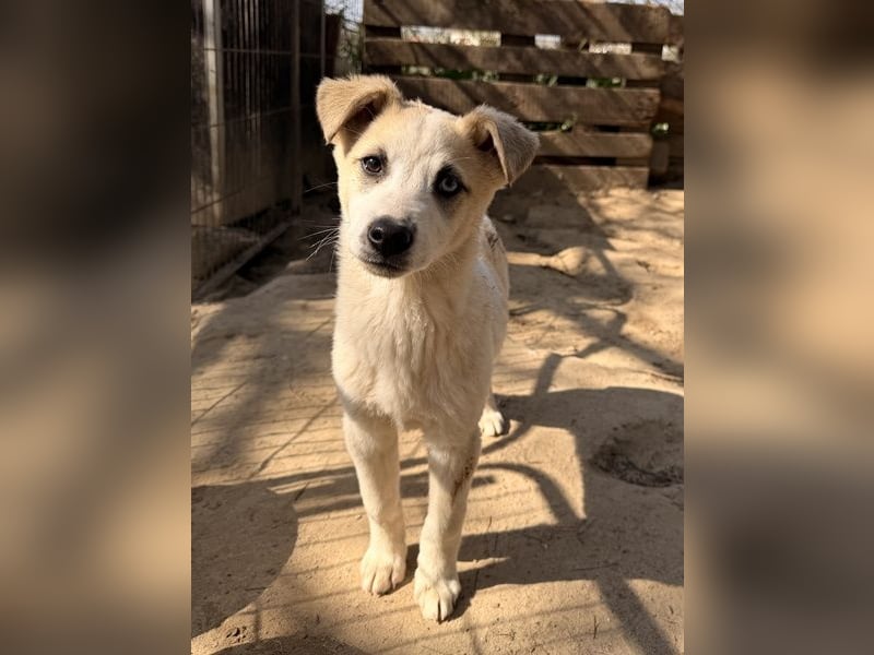 Maple, geb. ca. 12/2025, lebt auf einer Pflegestelle in 52531 Übach-Palenberg