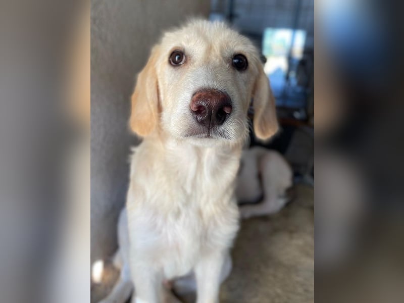 Garetto, geb. ca. 04/2025, lebt in GRIECHENLAND, im städt. Tierheim Serres