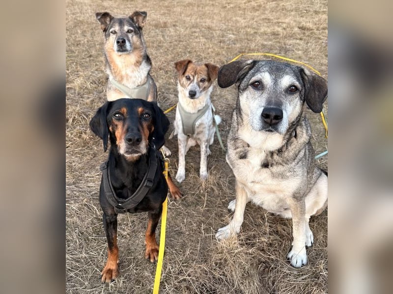 Neria, geb. ca. 11/2020, lebt auf einer Pflegestelle in 95168 Marktleuthen