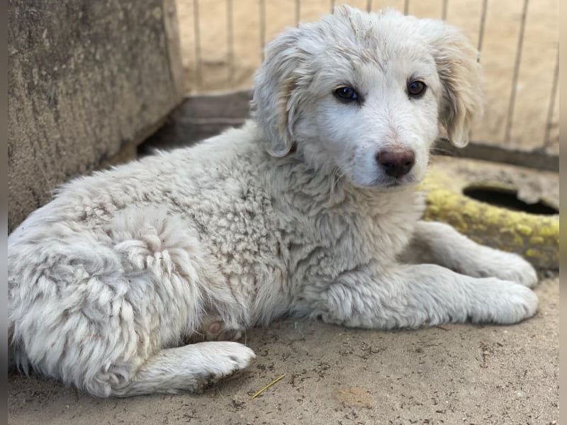 Tiramisu, geb. ca. 01/2026, lebt in GRIECHENLAND, auf einer privaten Pflegestelle