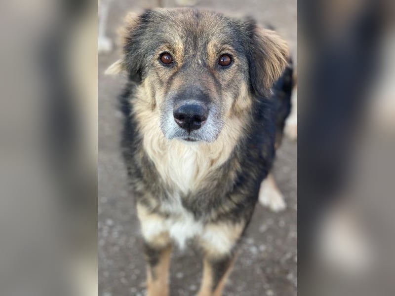 Shiou, geb. ca. 12/2023, lebt in GRIECHENLAND, im städt. Tierheim Serres