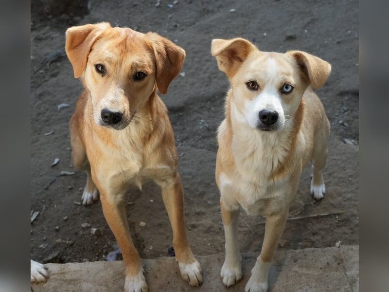 Boston, geb. ca. 07/2023, lebt in GRIECHENLAND, auf einer privaten Pflegestelle