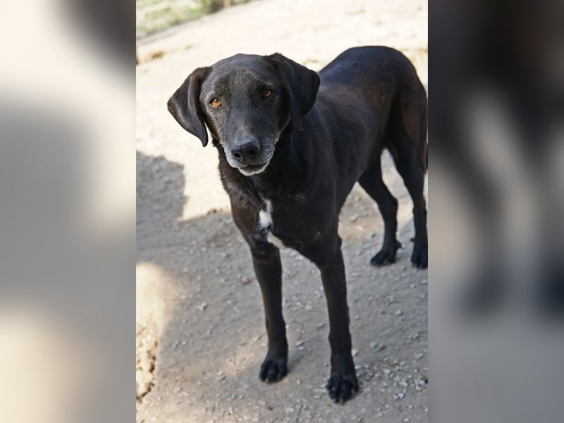 Chelion, geb. ca. 11/2018, lebt in GRIECHENLAND, im städt. Tierheim Serres