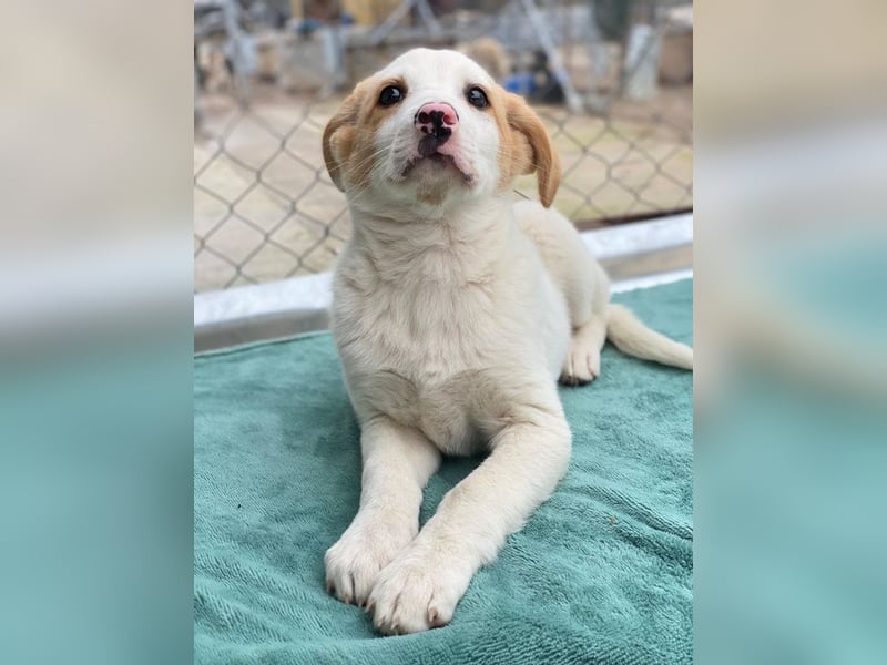 Haku, geb. ca. 08/2025, lebt in GRIECHENLAND, auf einer privaten Pflegestelle